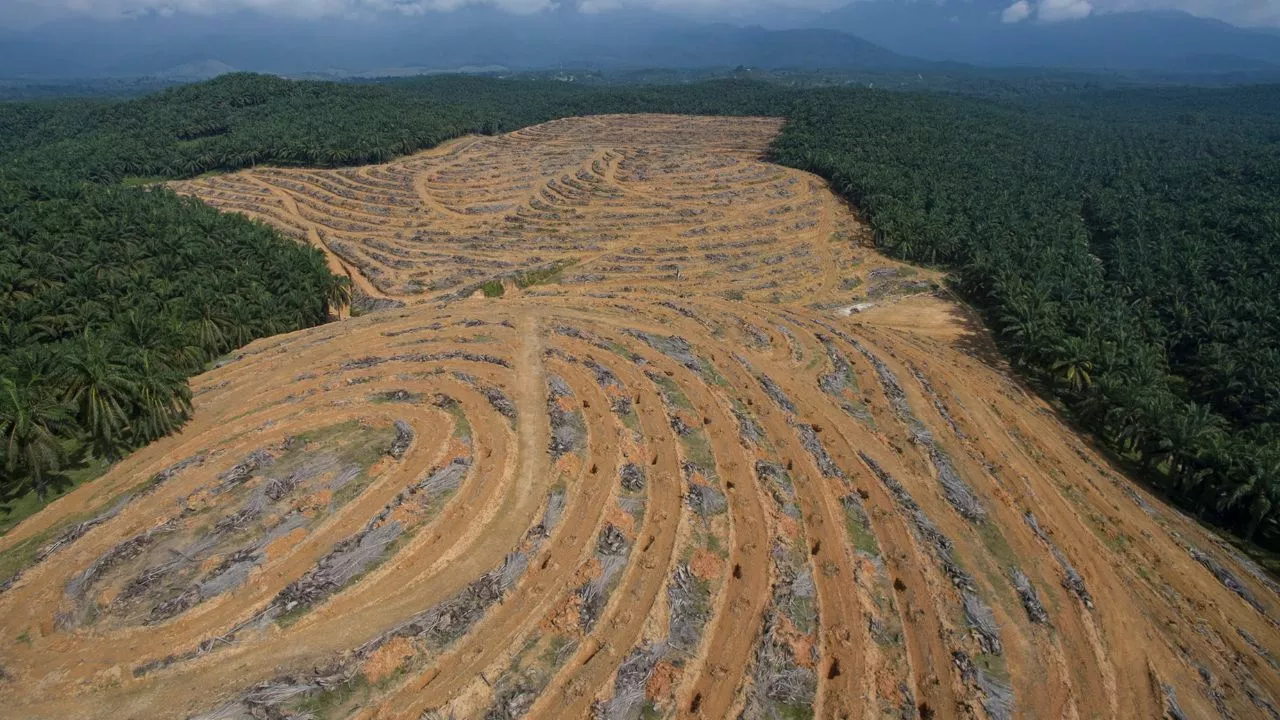 what is Deforestation